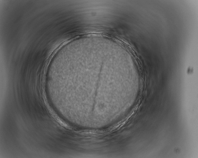 X0000099500049200806121425