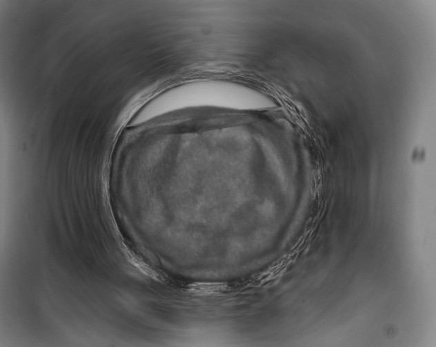 X0000099500051200806121425