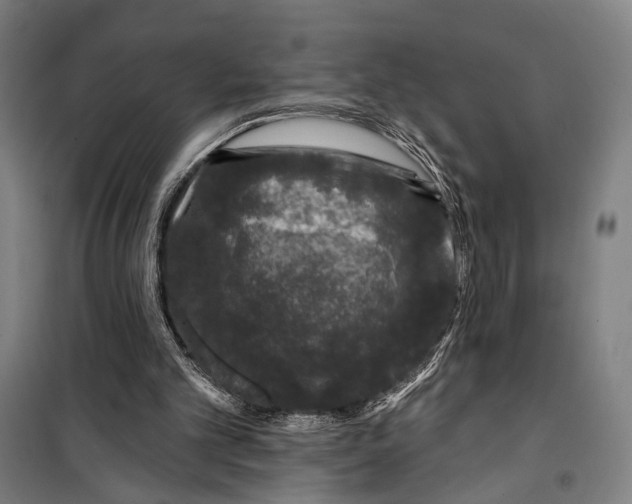 X0000099500101200806121425