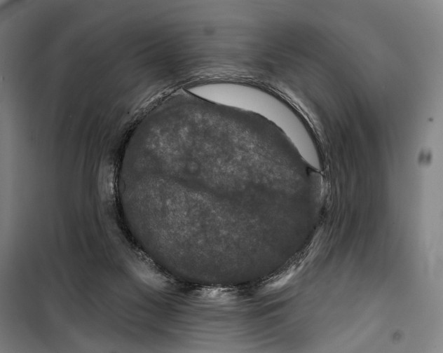 X0000099500117200806121424