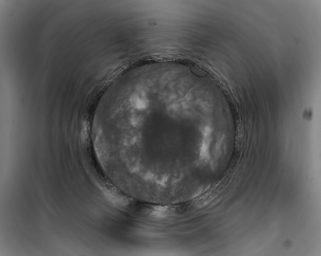 X0000099500130200806121424