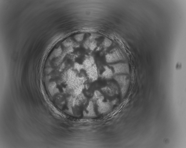 X0000099500145200806121423