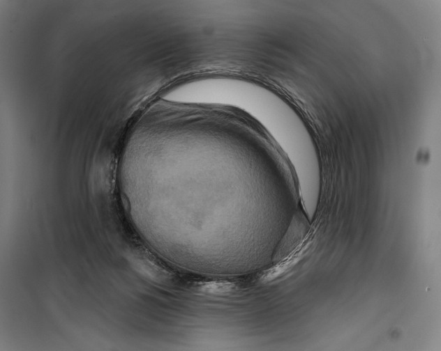 X0000099500168200806121424