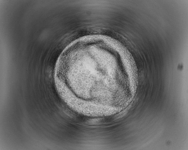 X0000099500178200806121424