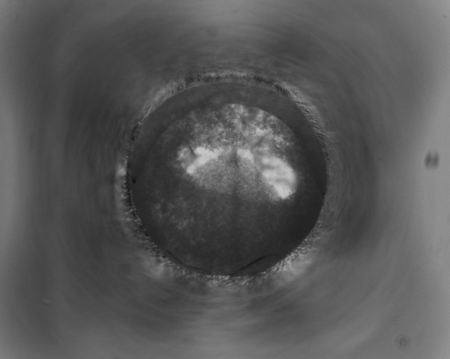 X0000099500192200806121424