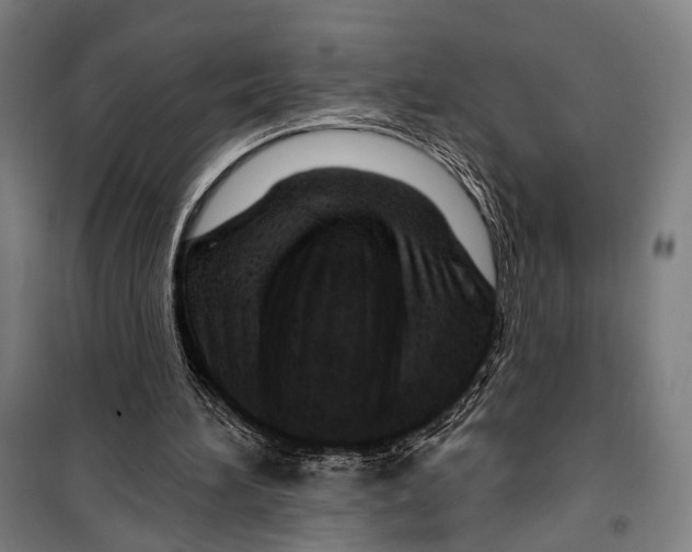 X0000099500196200806121423