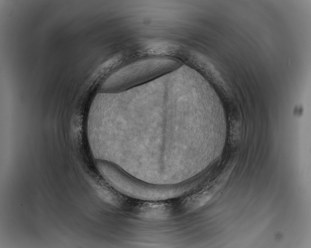 X0000099500260200806121422