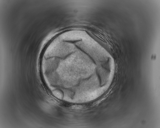 X0000099500294200806121422