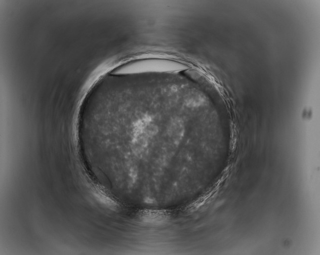 X0000099500296200806121422