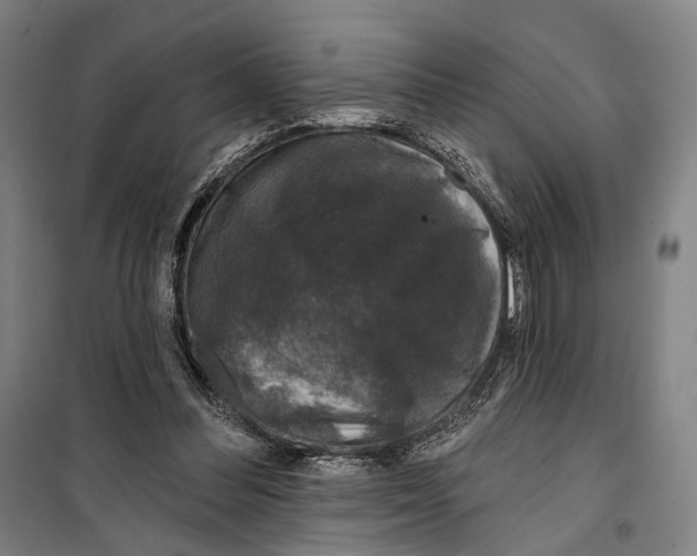 X0000099500300200806121422