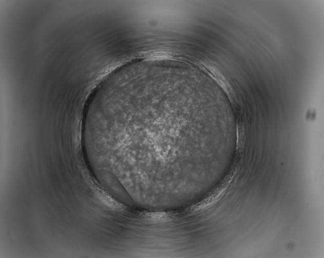 X0000099500301200806121422