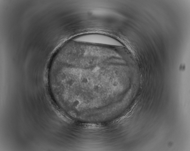 X0000099500347200806121420