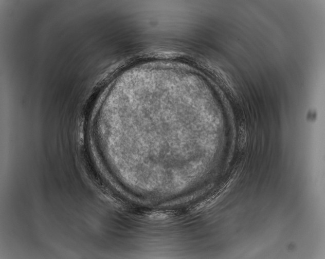 X0000099500358200806121421