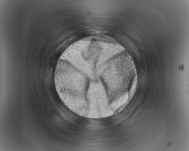 X0000099500376200806121421