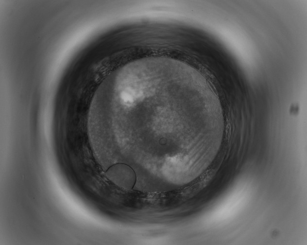 X0000099500383200806121421