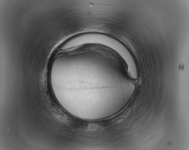 X0000099500388200806121420