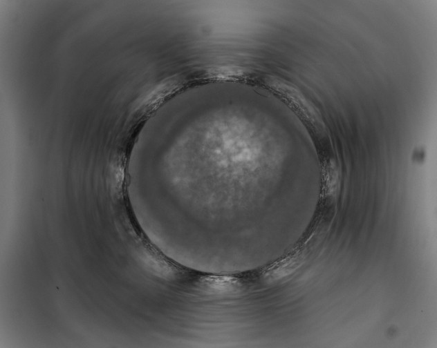 X0000099500427200806121420