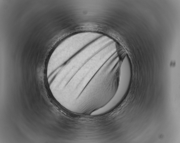 X0000099500434200806121419