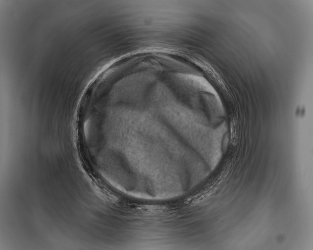 X0000099500436200806121419