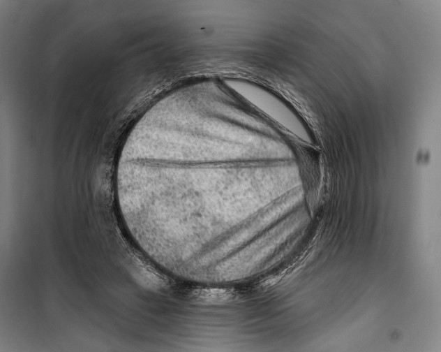 X0000099500449200806121419