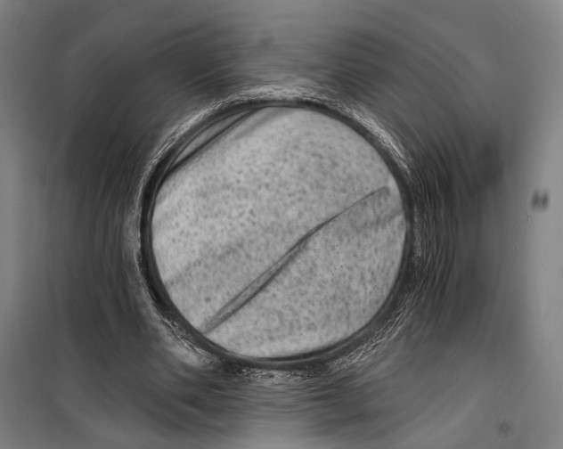 X0000099500486200806121419