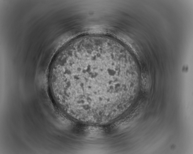 X0000099500487200806121419