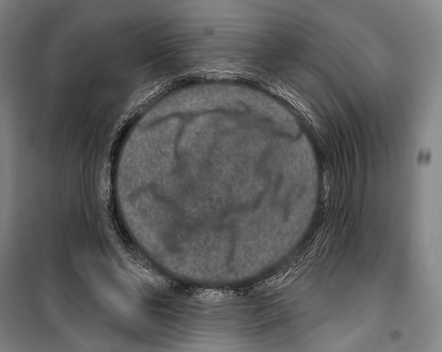 X0000099500494200806121419