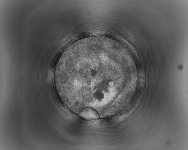 X0000099500523200806121418