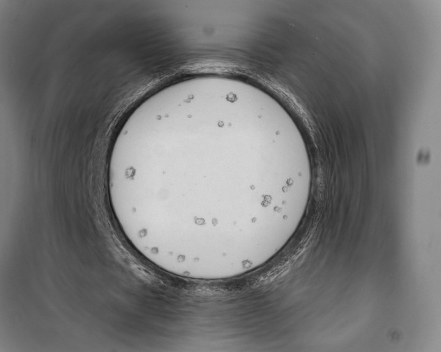 X0000099500529200806121417