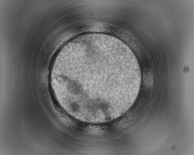 X0000099500534200806121418