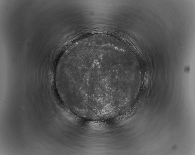 X0000099500568200806121418