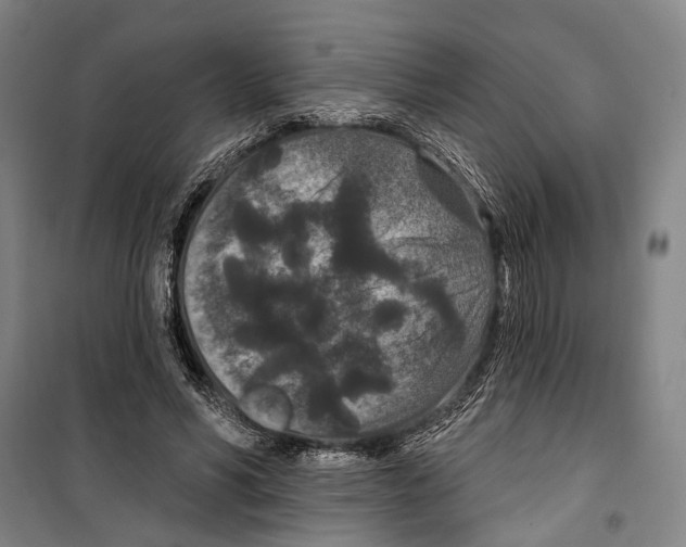 X0000099500590200806121417