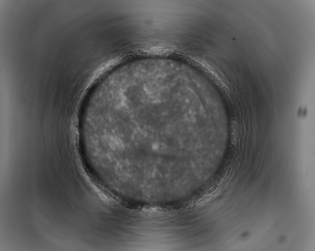 X0000099500634200806121416