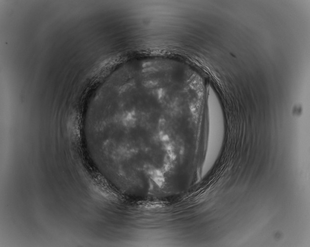 X0000099500643200806121416