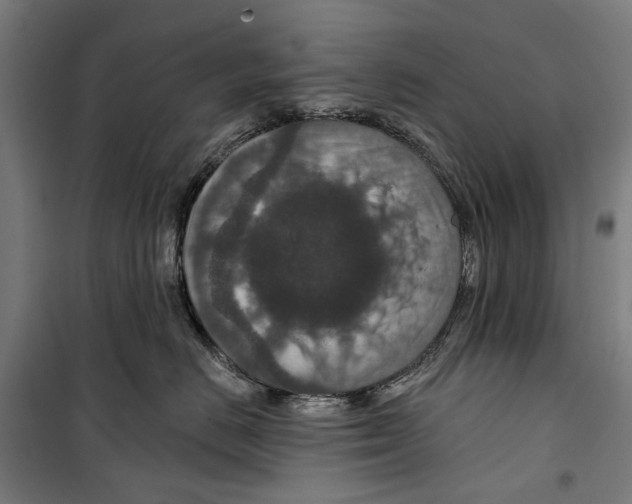 X0000099500670200806121417