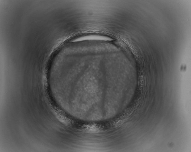 X0000099500688200806121416