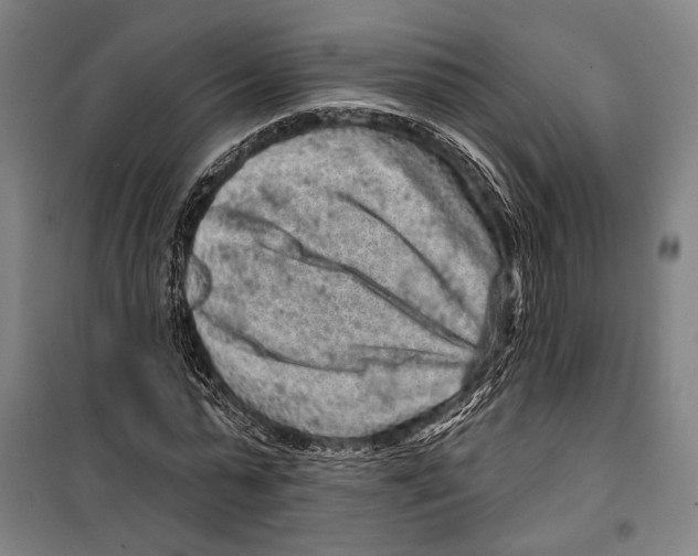 X0000099500775200806121414