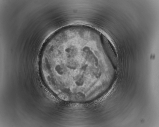 X0000099500783200806121414