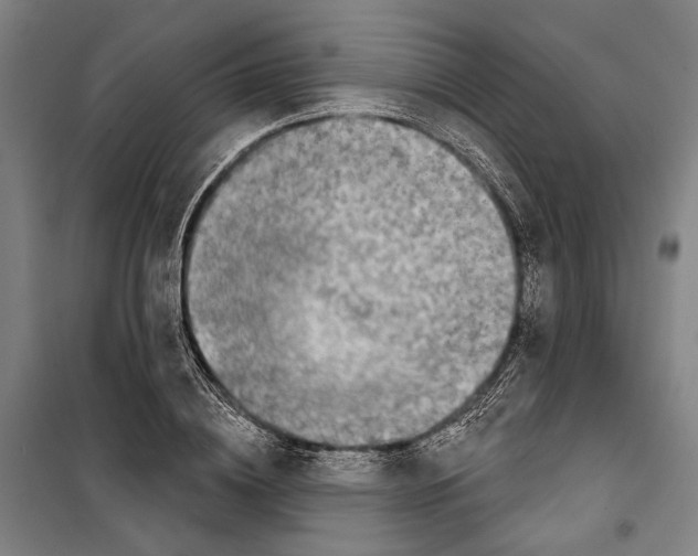 X0000099500836200806121413