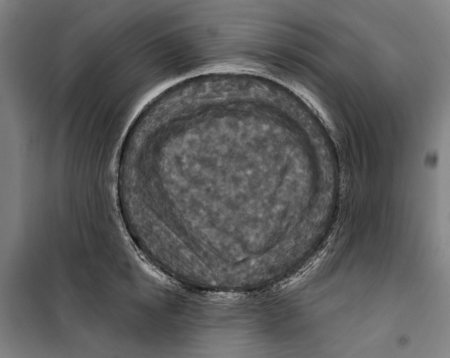 X0000099500854200806121414