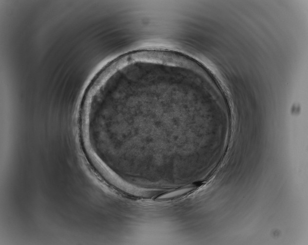 X0000099500864200806121414