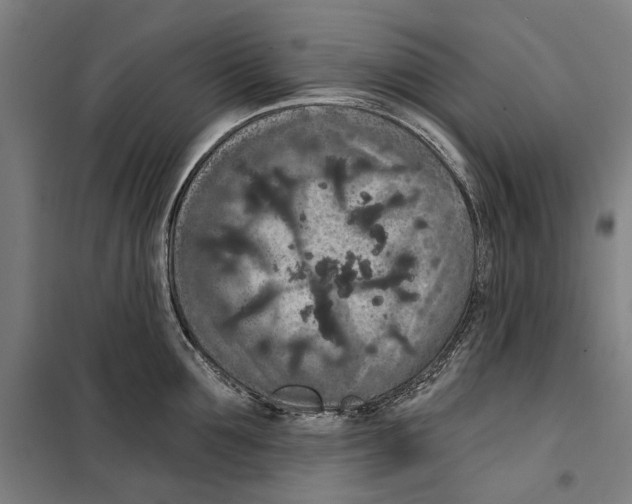 X0000099500907200806121413