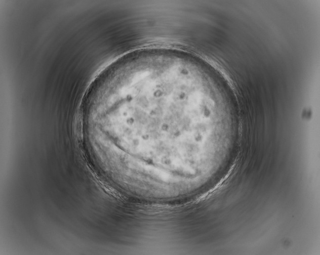 X0000099500925200806121412