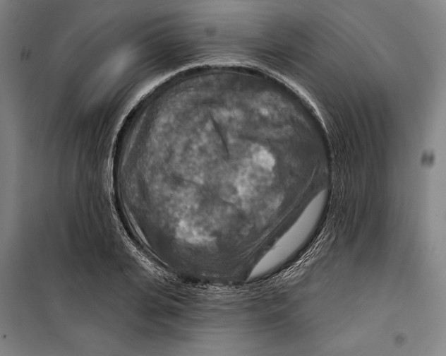 X0000099500935200806121412