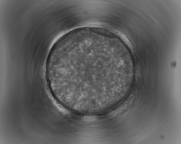 X0000099500944200806121412