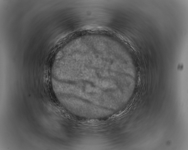 X0000099500966200806121412