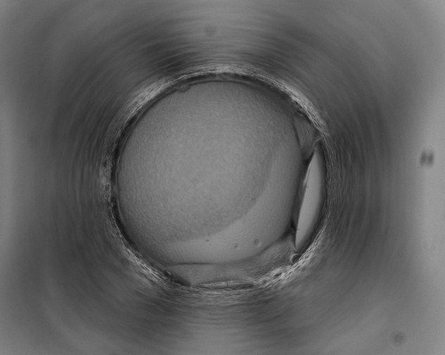 X0000099500977200806121411