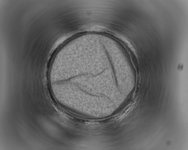 X0000099500978200806121411