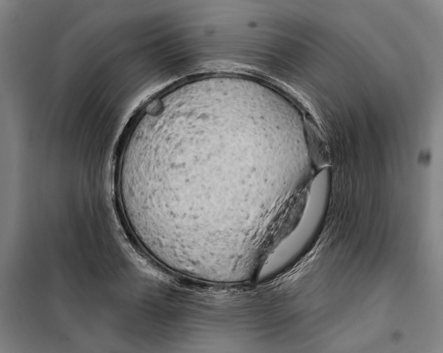 X0000099500987200806121411