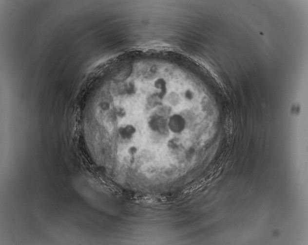 X0000099501063200806121410